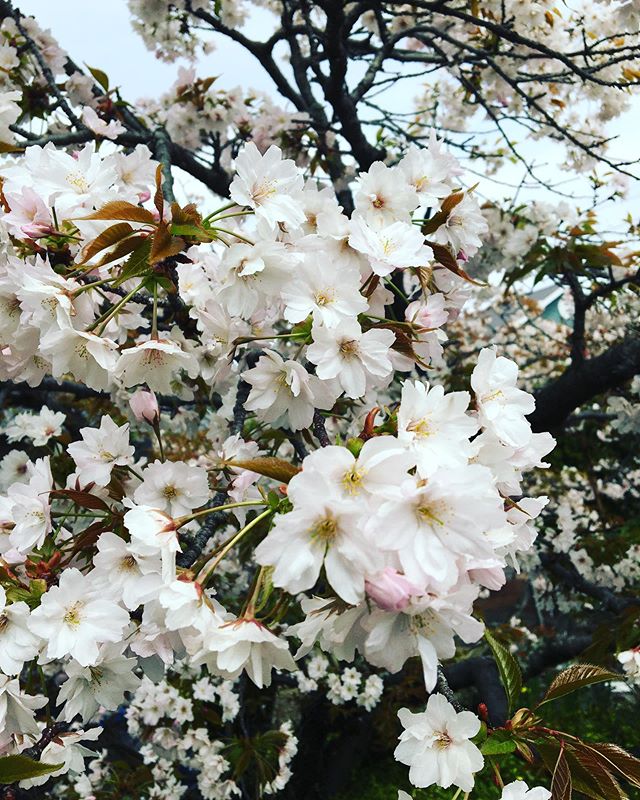 最近、天気が悪い日が続いてますが、近所の桜の木は満開になっていました!もうこんな季節かぁ〜と思いつつも綺麗な桜を見惚れてしまった今日この頃です 公渕公園、栗林公園、紫雲出山など行きたいですね! あと、みなさん体調には気をつけてください 手洗い・うがい・睡眠・食事しっかりと免疫を高めときましょう!! 最後に本日も通常営業しております! みなさんからの予約お待ちしております♪ https://nseitai.com/ 【完全予約制】 【電話番号】080-9542-8357 【営業時間】9:00〜21:00 【定休日】不定休 【住所】〒760-0054香川県高松市常磐町1-9-17